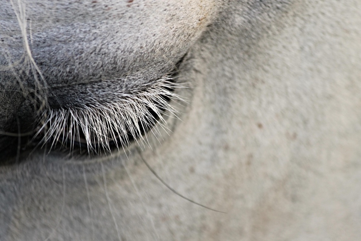 Close-up of a human eye showing signs of muscle twitching