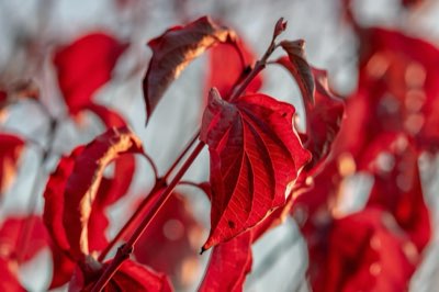 Iron Deficiency: Why 8.8% of People Feel Constantly Fatigued