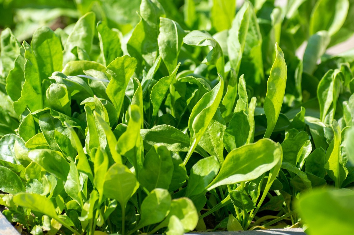Espinacas frescas para la salud