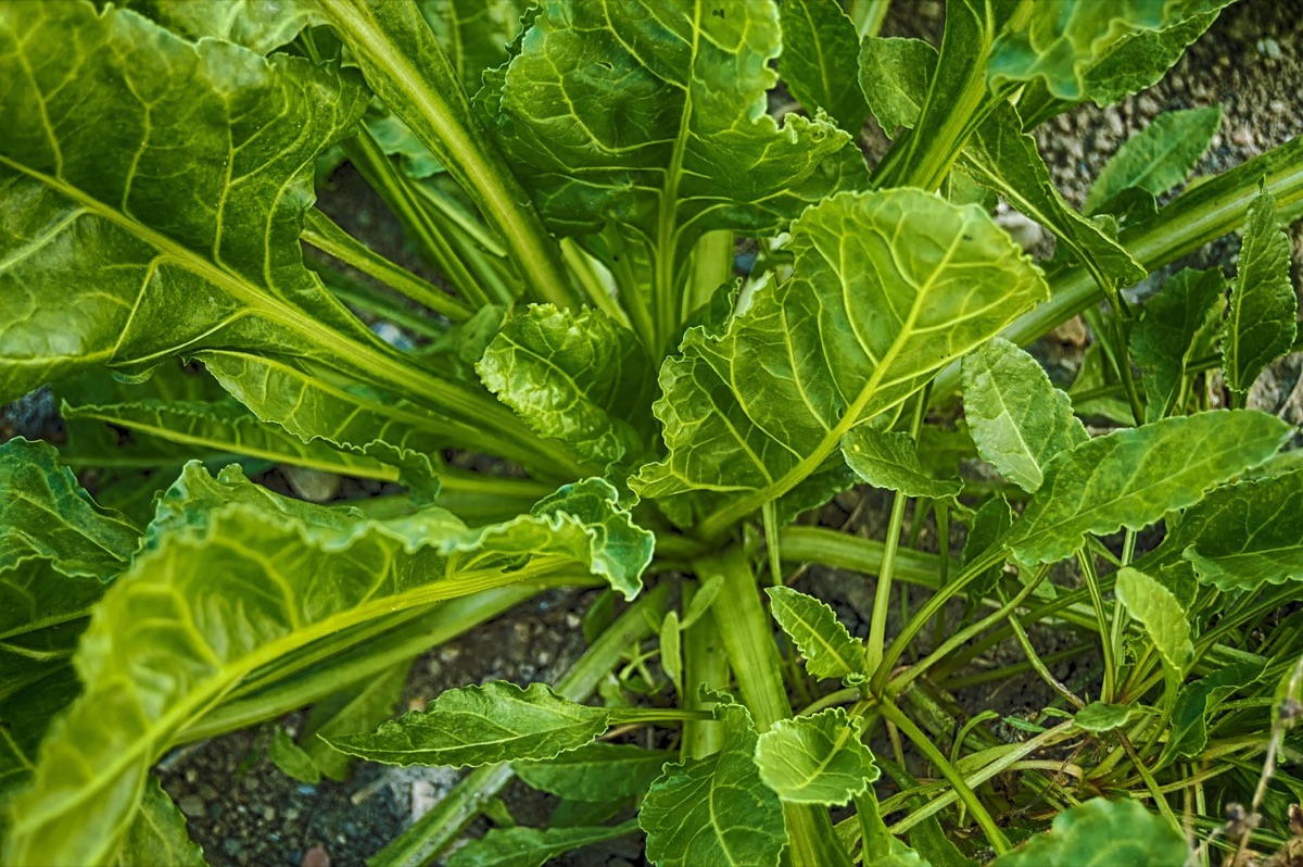 Feuilles d'épinard crues