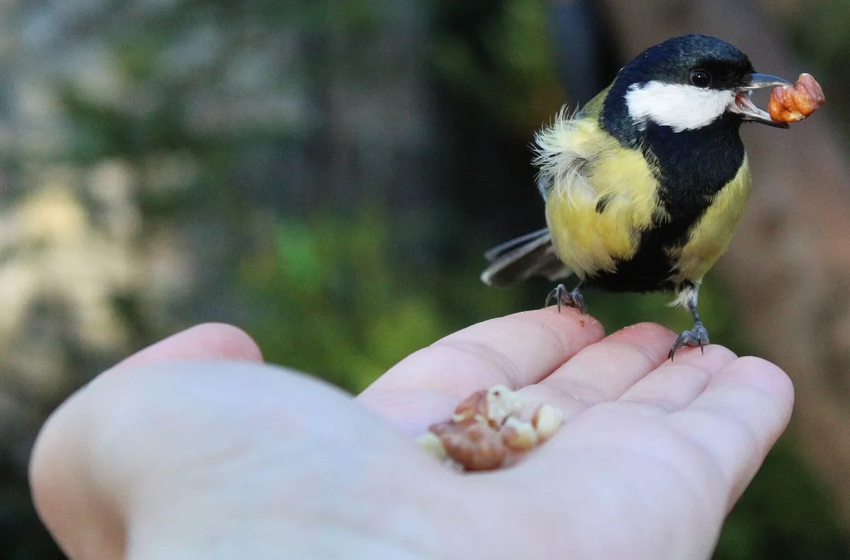 bird, great tit, feeding, carbon zinc, hand, walnut, nature