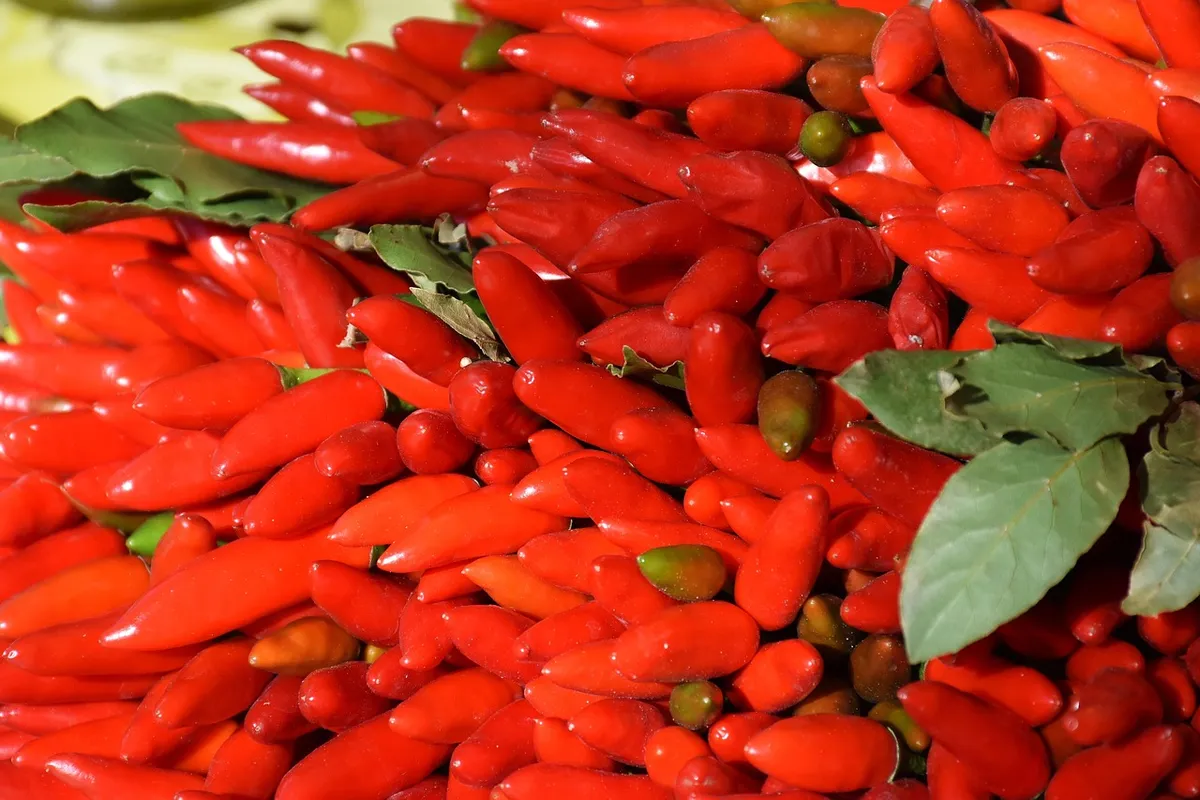 chili, food, healthy, vegetables, paprika, seasoning, fresh, cook, health, close up, connoisseur, fruit, leaf, nature, plant, hot, nutrient