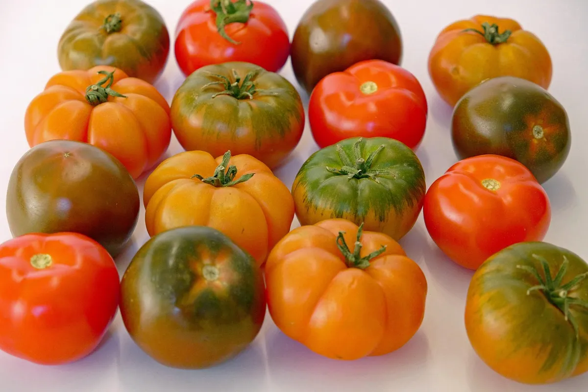 tomato, tomatoes, multicoloured, rare varieties, food, healthy, health, nutrient, fruit, vegetables