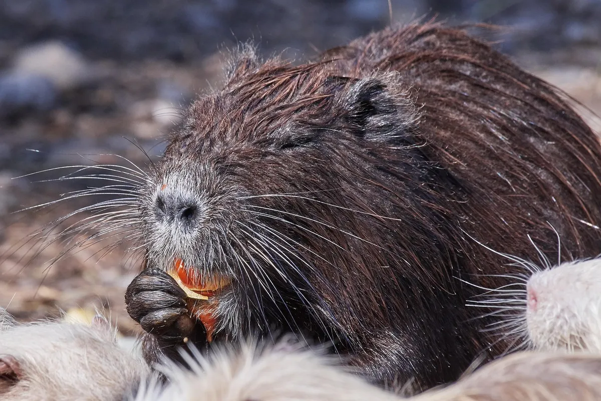 nutri, coypu, wolf down, nature, face, swamp, moor, water, wet