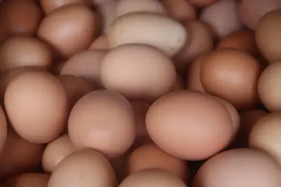 Protein for muscle growth: 1.2–1.8 g/kg body mass