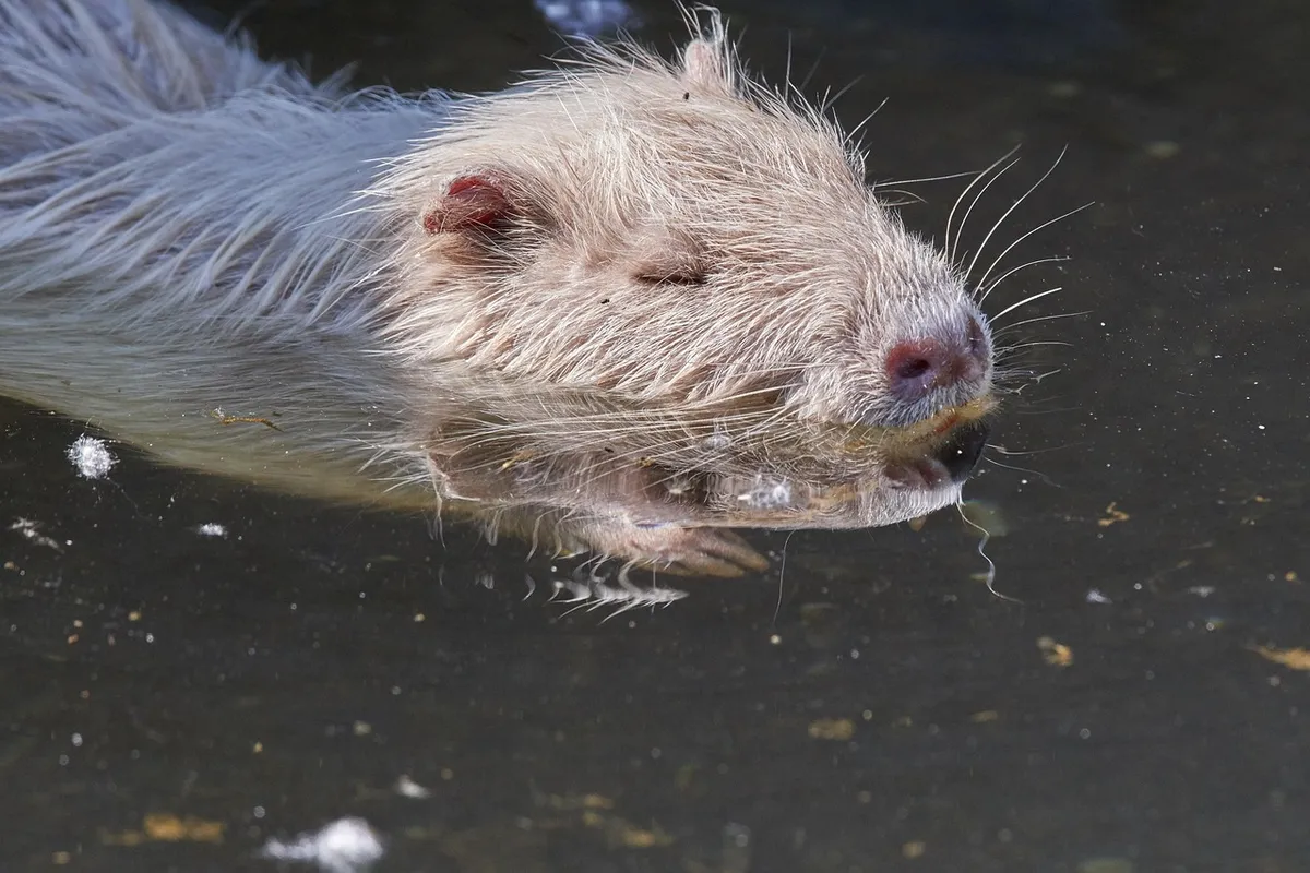 nutri, swim, nature, swamp fever, water, waterdrop, moor, swamp, wet