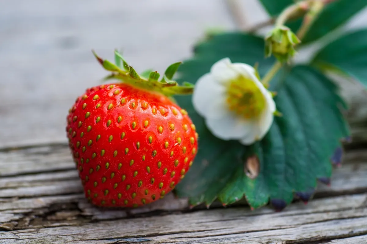 fruit, strawberry, organic, vitamin, sweet, nutrient, berry